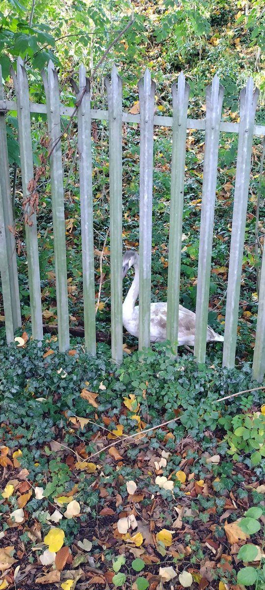 Coventry Urban Rangers tweet media