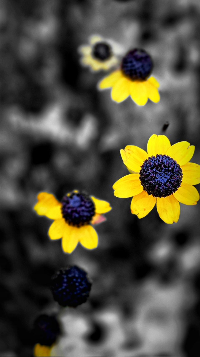 LumenNaturae's tweet photo. Diary 42
#wednesdayfeelings #wednesdaymotivations #wednesdaythought #wednesdayphoto #photosharing #photoaday #photography #October2024 #autumn2024 #yellowphotos #leaves #naturephoto #nature #DailyPictureTheme https://t.co/8awrjhMezx