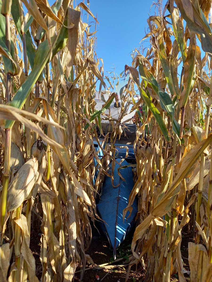 CDPMagri's tweet photo. Hier c'était la recolte de notre plate-forme Maïs irrigué dans la plaine du sud Vendée. Plus d'une cinquantaine de variétés testées sur ce site pour nos adhérents. 🌽🌽🌽 https://t.co/9UO4SmhSqV