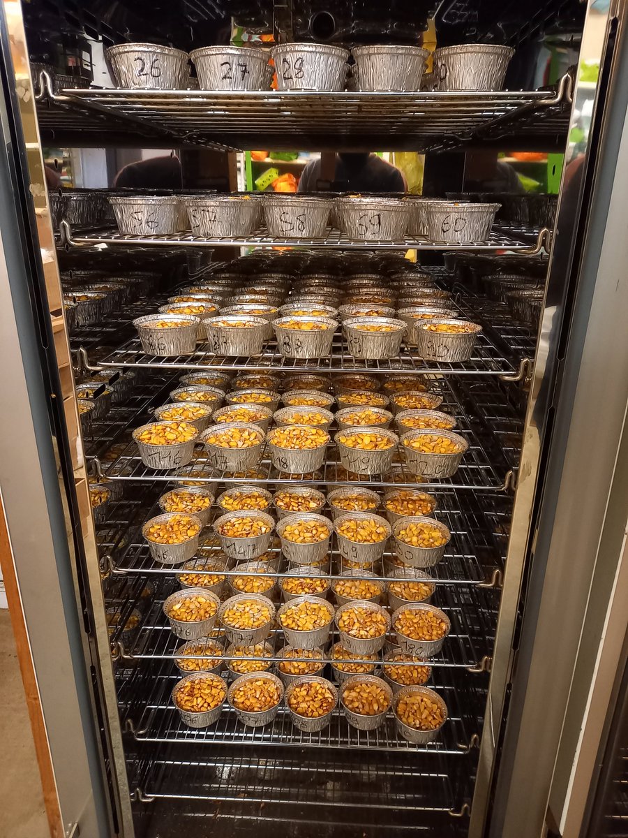 Hier c'était la recolte de notre plate-forme Maïs irrigué dans la plaine du sud Vendée. Plus d'une cinquantaine de variétés testées sur ce site pour nos adhérents. 🌽🌽🌽