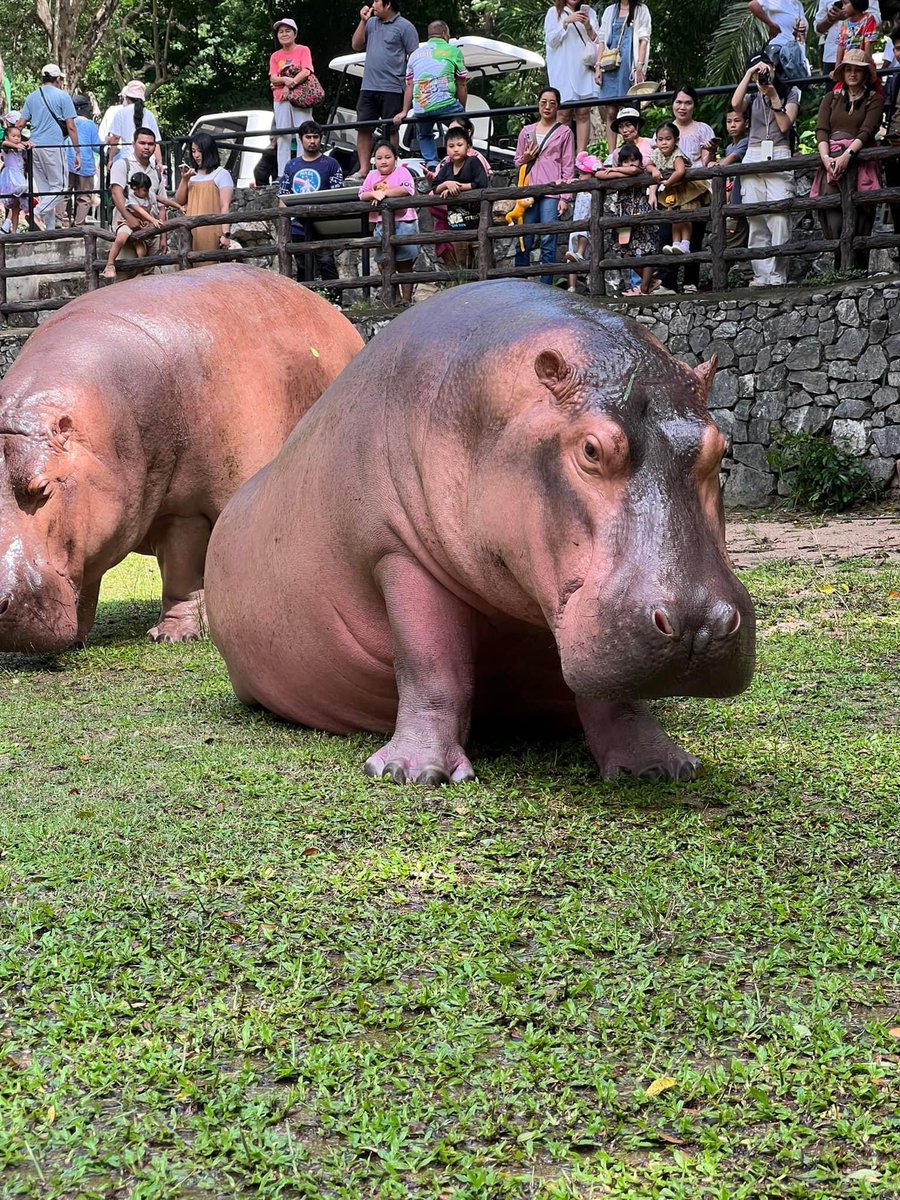 and_khamoo's tweet image. รุ่นใหญ่ เด้งไม่ขึ้น อาบน้ำทุกวันพุธ 
อาบแค่อาทิตย์ละครั้ง เปลืองน้ำ #hippo #PygmyHippo #ขาหมูแอนด์เดอะแก๊ง #หมูเด้งจะเด้งกี่โมง #Moodeng #พี่ขาหมู #สวนสัตว์แปลกเขาเขียว