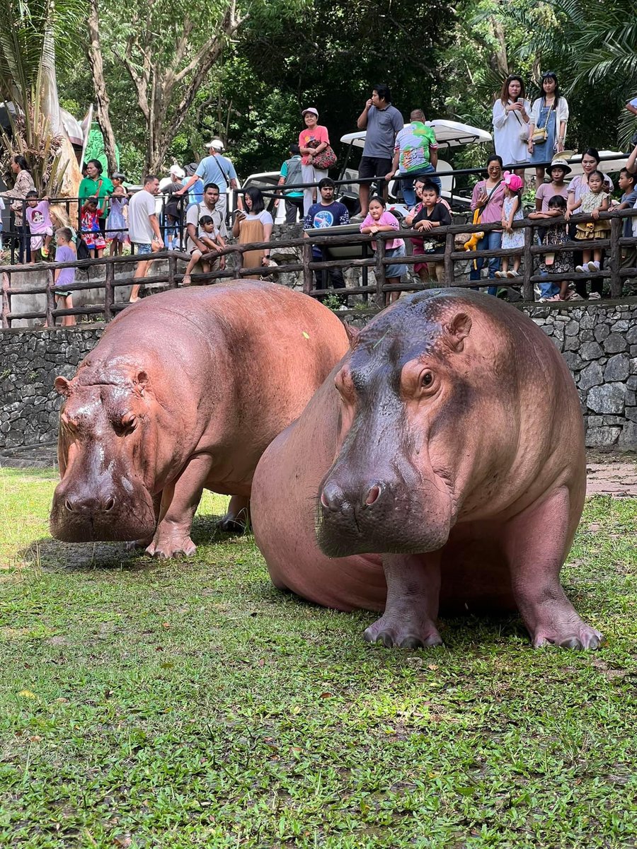 and_khamoo's tweet image. รุ่นใหญ่ เด้งไม่ขึ้น อาบน้ำทุกวันพุธ 
อาบแค่อาทิตย์ละครั้ง เปลืองน้ำ #hippo #PygmyHippo #ขาหมูแอนด์เดอะแก๊ง #หมูเด้งจะเด้งกี่โมง #Moodeng #พี่ขาหมู #สวนสัตว์แปลกเขาเขียว