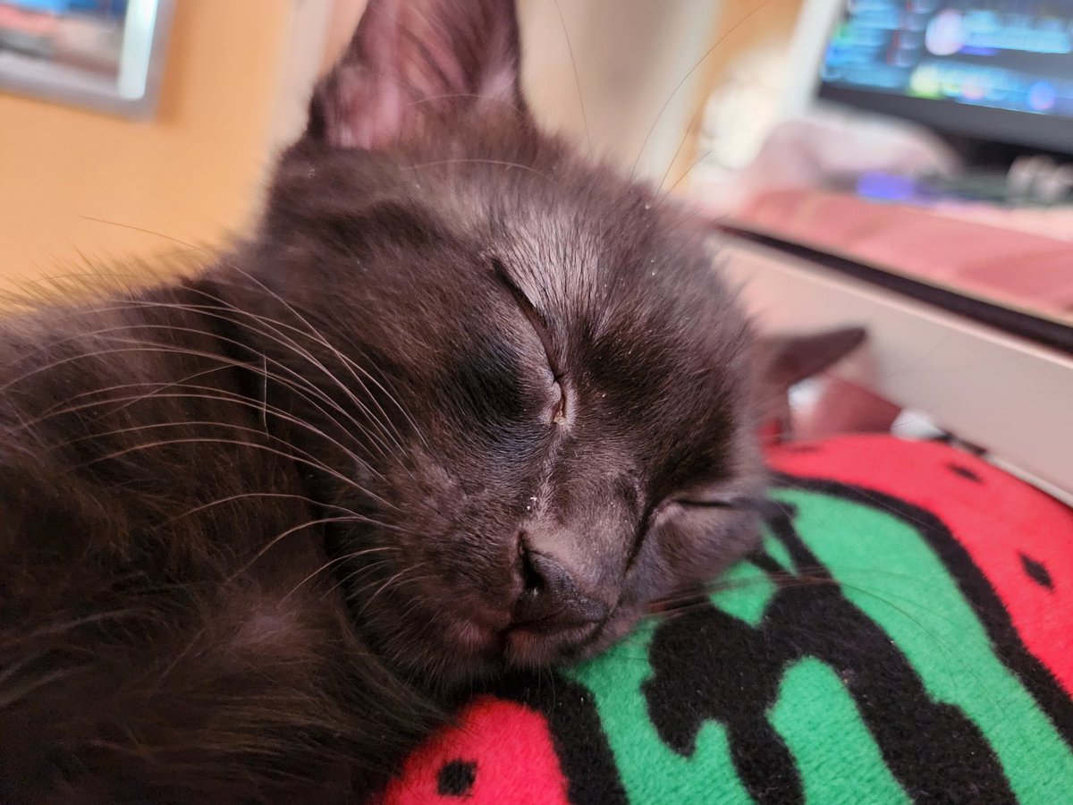 BOBA 🐀 tweet media