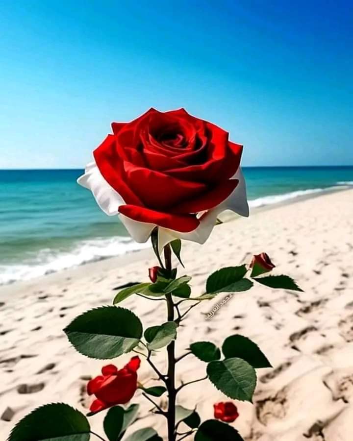 وَمَا يَلِيقُ بِهَا حَزَنٍ وَلَا أَلَمَّ
إِنْ الدُّمُوعِ الَّتِي فِي خَدِّهَا انْتَثَرَتْ
أَغْلَىٰ مِنْ الدُّرِّ وَالْيَاقُوتِ لَوْ عَلِمُوا .