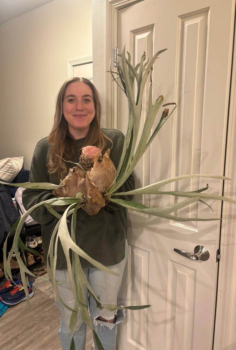 absflora's tweet image. Ignore the mess and how I look and everything and just LOOK AT THIS ENORMOUS STAGHORN FERN I GOT FOR $20 ON MARKETPLACE!!!!