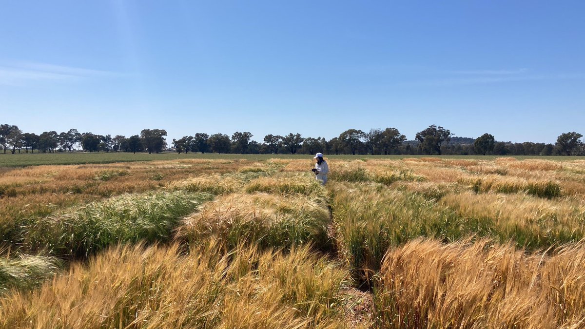 Things are moving fast in the OzBarley trial in Wagga. 
Awesome team effort to assess the depth &amp; breadth of diversity in this amazing resource <a href="/AustPlantPhenom/">Australian Plant Phenomics Network</a> <a href="/PhenologyisFun/">Felicity Harris</a> @BBergerAU