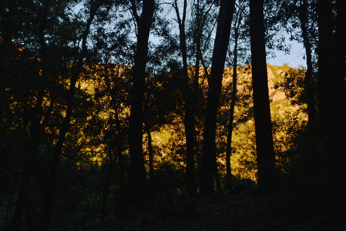 HLHughes03's tweet image. 10/22/2024, 🌵Making our #Tuesday rounds in #GrahamCounty #Arizona #getoutside and unplug on Mt. Graham, but watch for deer👍