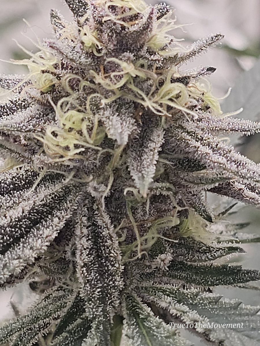 T3MGarden's tweet image. Yoda Snacks #7. A beautiful pheno I've been hunting years for.