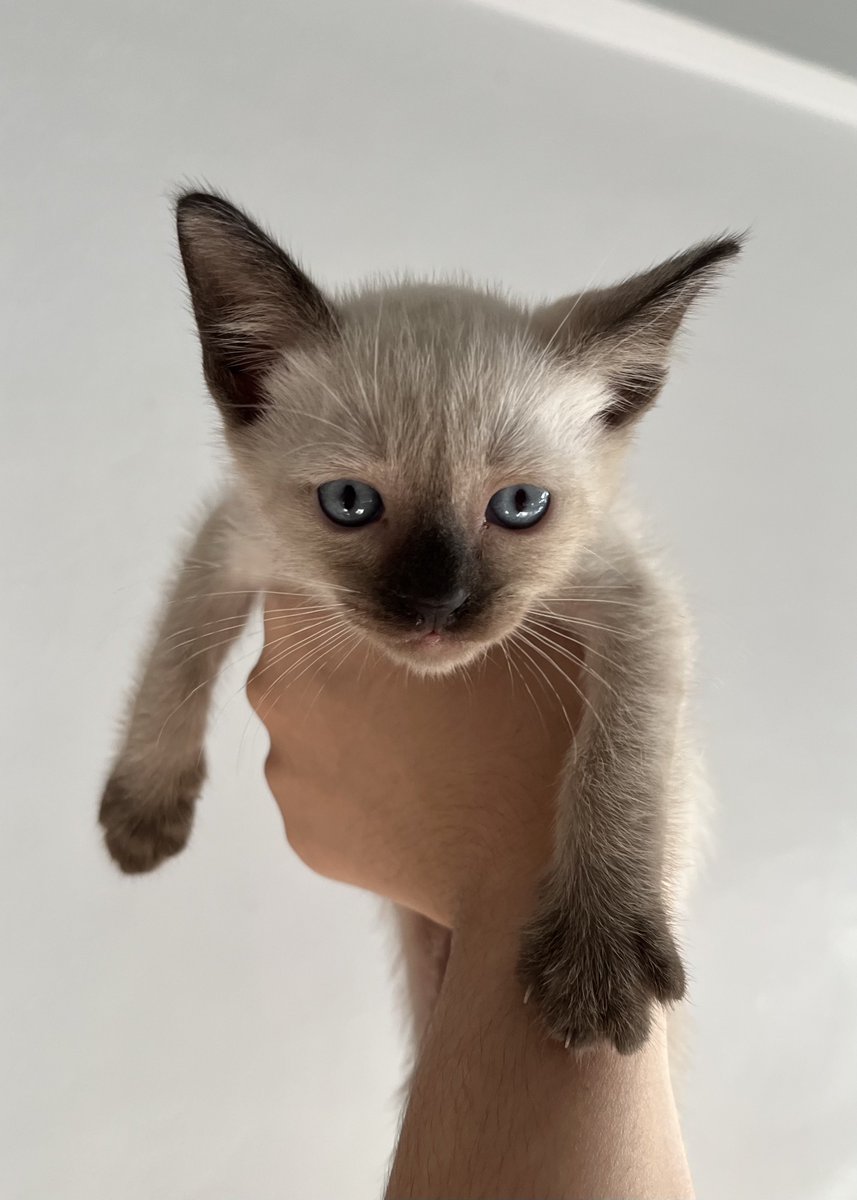 หาบ้านให้น้องแมว 3 ตัวค่ะ ปกติน้องตัวแม่จะมาขอข้าวกินกับนอนเล่นหน้าบ้านเราทุกวันค่ะ แต่ไม่กี่วันที่ผ่านมาน้องพาลูกมาด้วย 2 ตัว 
- อยากให้น้องได้บ้านที่เลี้ยงปิด 
- รับไปด้วยกัน 3 ตัว🙏🏼
- เราพาน้องตัวแม่ไปทำหมันให้ได้นะคะ
นัดรับทุ่งครุ-ประชาอุทิศ ค่ะ
#แมวหาบ้าน #หาบ้านให้น้องแมว