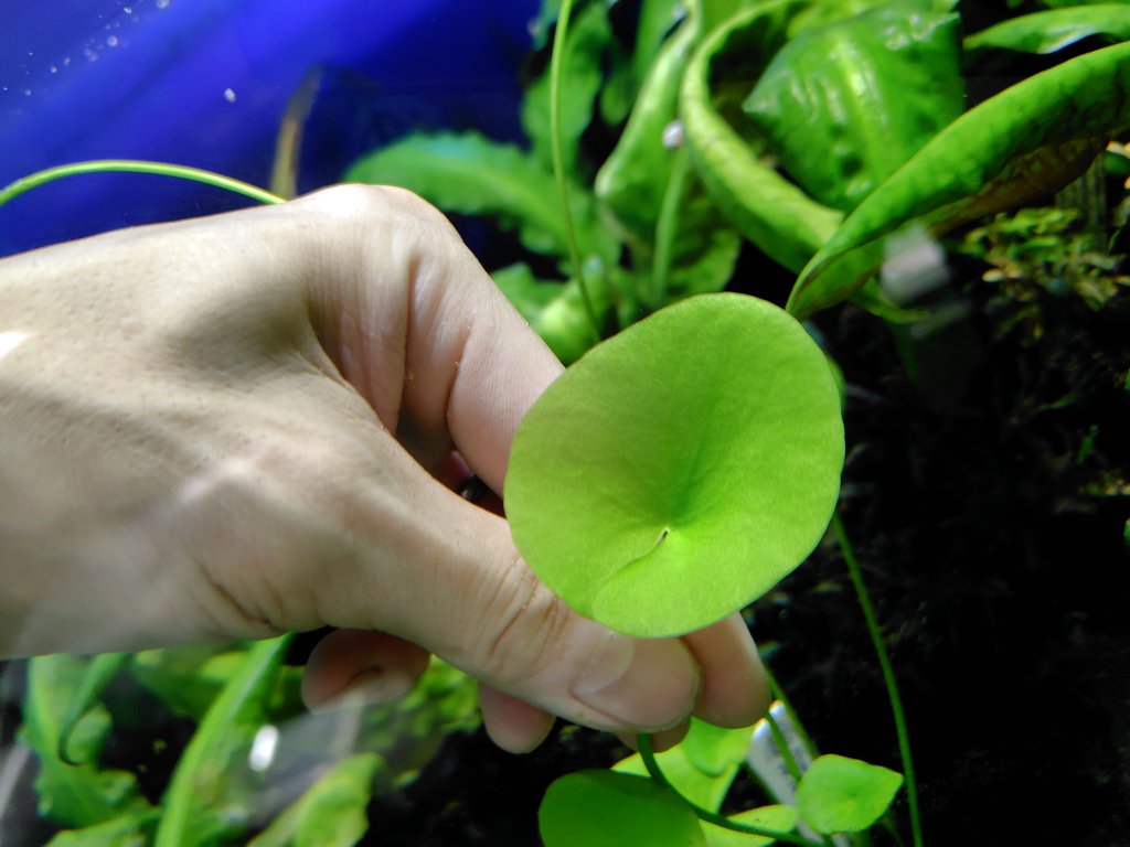 AQUAFORTUNE2007's tweet photo. Nymphoides indica Morowali
PP-240819-2 Sulawesi Tengah PP便
先日Senninさんから入荷して、お店に一株残したNymphoidesになります
成長速度も早い様で早速浮葉を出しました!
増殖頑張りたいですね😊
#Nymphoides
#PP便 https://t.co/L9ANRSKIRQ
