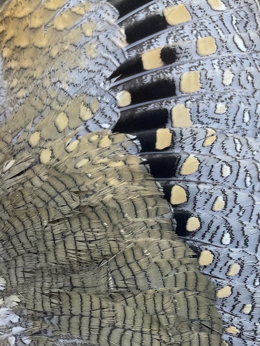 👀 👀 👀 Look at the crazy-beautiful plumage of these birds! Our five latest Australian Painted-snipe superstars - Thomasina, Knighty, Charuni, Hope and Dan - remain on the private property in the Macquarie Marshes where we caught them.