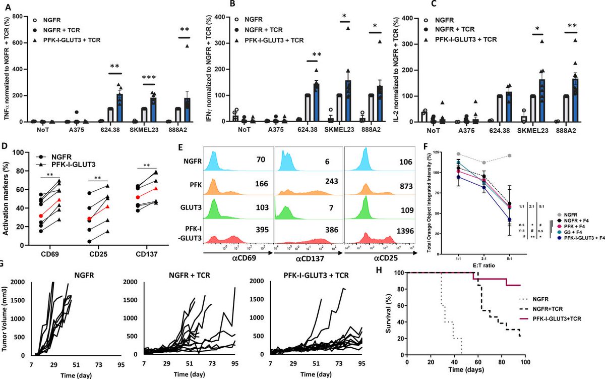 Cyrille Cohen (@cohen_cyrille) on Twitter photo Proud to share our latest work published in <a href="/jitcancer/">Journal for ImmunoTherapy of Cancer</a> in which we show that by boosting glycolysis T cells, we enhance their anti-tunor function! Kudos to Raphi Toledano, the lead author on this publication : jitc.bmj.com/content/12/7/e… Proud to share our latest work published in <a href="/jitcancer/">Journal for ImmunoTherapy of Cancer</a> in which we show that by boosting glycolysis T cells, we enhance their anti-tunor function! Kudos to Raphi Toledano, the lead author on this publication : jitc.bmj.com/content/12/7/e…