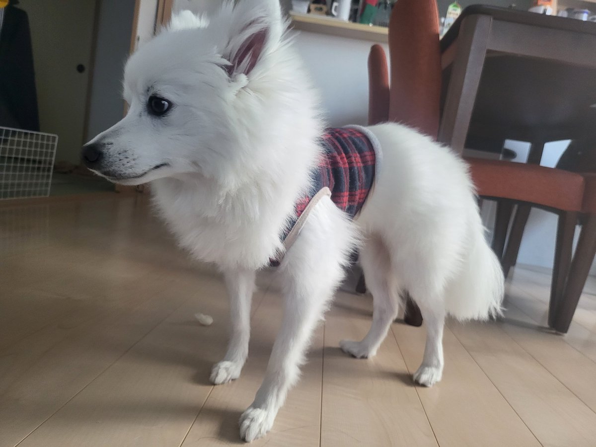 hirussyi's tweet photo. リンがいなくなって1年と67日。

月日が経つのは本当にあっという間ですね。早く再会したいです。

拡散よろしくお願いします。

#迷子犬
#日本スピッツ
#拡散希望 
#福島県
#いわき市
#勿来町
#スピッツ https://t.co/beYwFvsFaO