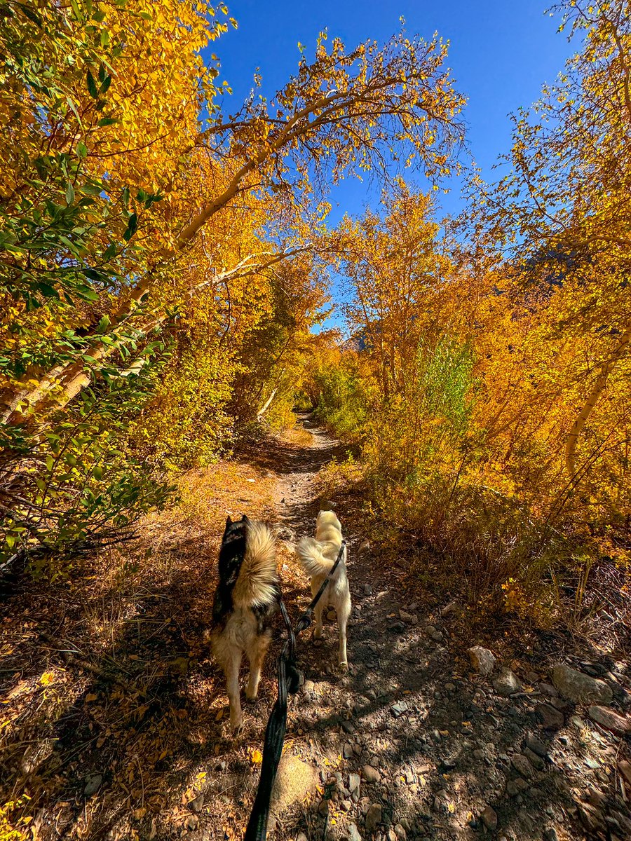ACircuitSlave's tweet photo. Heart so full I could combust. Here’s to 33 🏔️🍂💫 https://t.co/a6sABVCcjn