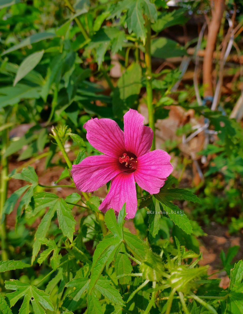 Krishna_b143's tweet photo. लाल अंबाडी, अंबरी
#मयुरीका
#Kenaf
#रानफुल
#माझाक्लिक https://t.co/uvTsy5hYuc