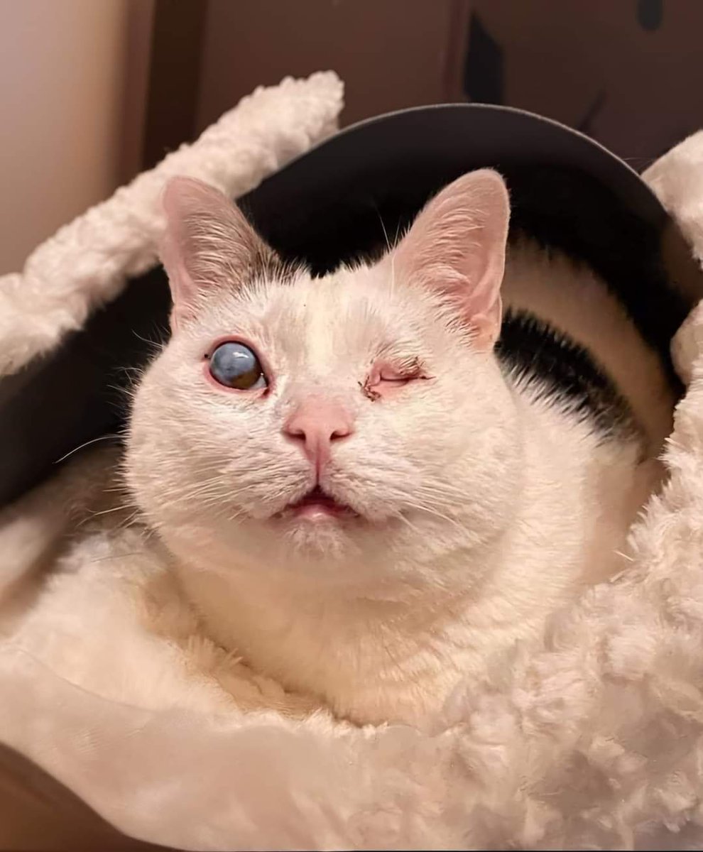 Ce chat aveugle a vécu dans un refuge pendant 4 ans, jusqu'à ce qu'une belle âme l'adopte... Je ne suis pas parfait, mais ma mère dit que je suis belle ❤️😻