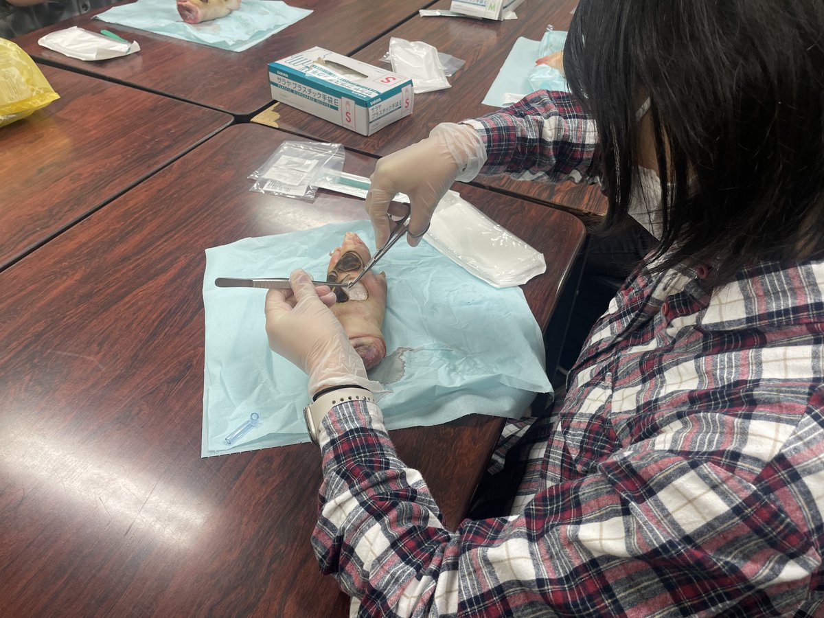 jadecom_np_ndc's tweet photo. 今週月曜日からNDC9期生は区分別の集合研修期間に入りました🥳2週間かけて筆記試験やOSCE等を行い、11月5日からはついに実習が始まります📣寒暖差に悩まされる日々ですが、体調に気を付けて全員で集合研修と実習を乗り越えましょう💪
写真は１日目に行ったデブリの練習風景です！毎年恒例の豚足...🐷 https://t.co/HooppHKwbQ