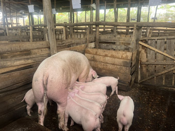 Ntarama Pigs Farm tweet media