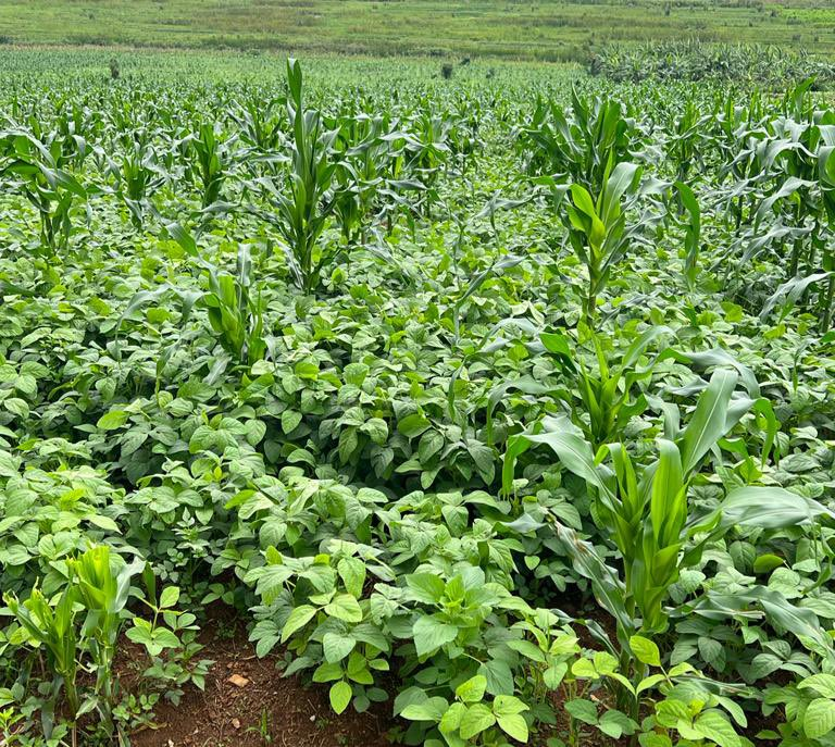 Ntarama Pigs Farm tweet media