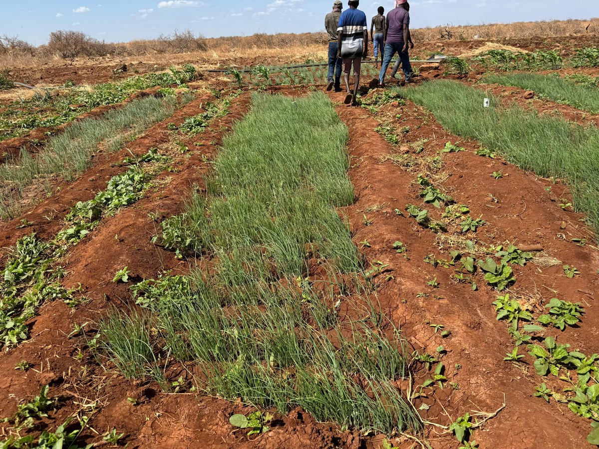 Irrigation experts from <a href="/uonbi/">University of Nairobi</a> &amp; <a href="/kilimoKE/">Ministry of Agriculture & Livestock Development</a>, hydrology engineer, water harvesting expert, soil analyst, socio-economist &amp; KALRO livestock experts shall undertake reconnaissance survey in Shurr, Chafa Chachane, Turbi, Hurri Hills, Maikona, Kalacha, Elgade, Burra, Diid Goola &amp; Haro