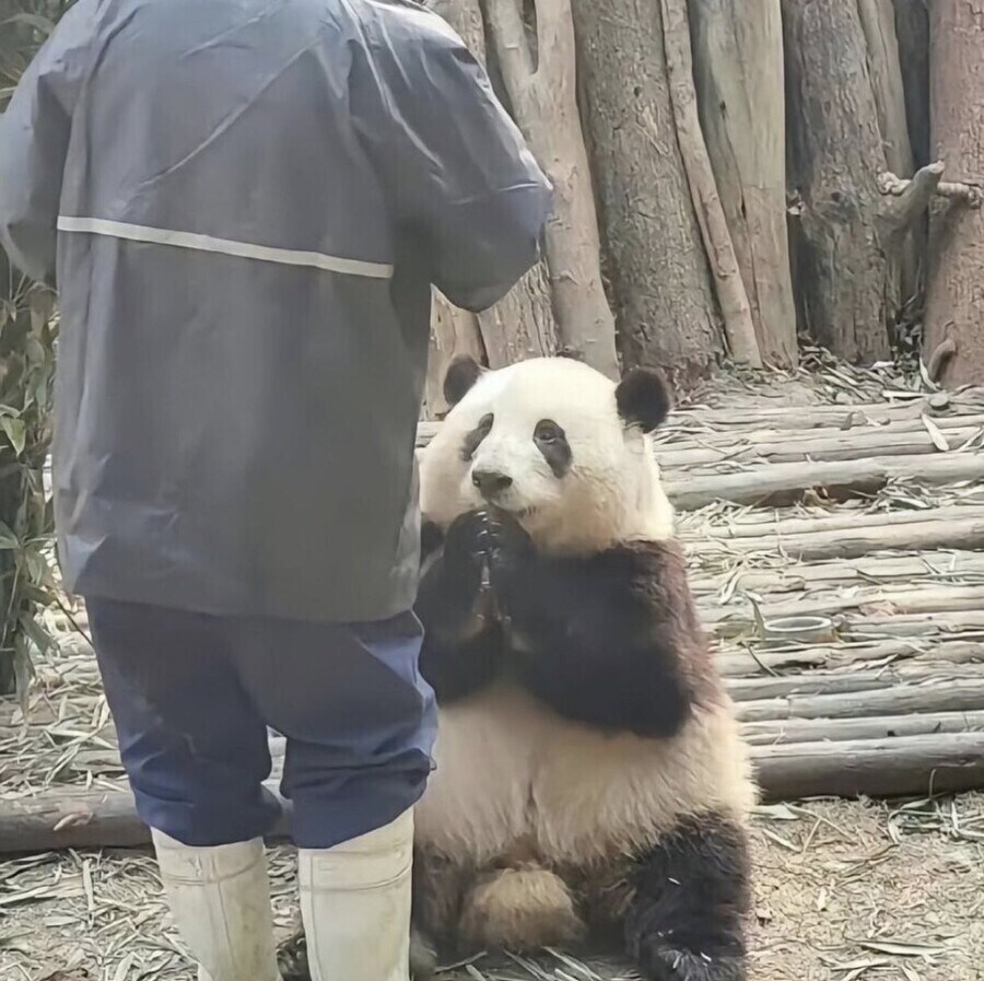 살찐 판다 밥 압수