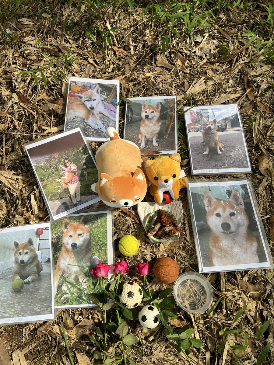 10/23今天我們家小乖去當小天使滿一週年🌈
小乖現在一定在天堂快樂地奔跑，姐姐跟爸爸媽媽都很想念你哦，以後我們會再相聚的

#柴犬 #shiba #shibainu