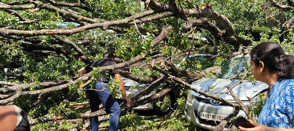 arvindakamath's tweet photo. Huge Gulmohur tree collapsed at Basavanagudi - Sowmya Springs Apartment opp MNK Park damaging cars and injuring few people, as a result of heavy rains last few days @Bbmpcares @BBMPCOMM https://t.co/OVQtqiWVat