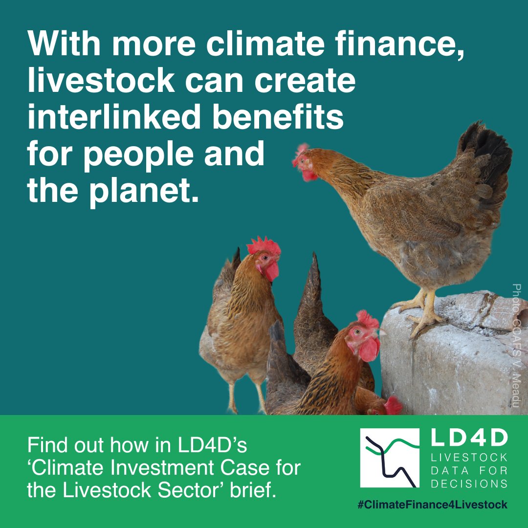 ILRI.org (@ilri) on Twitter photo 🌍🐄 Access to more #ClimateFinance can make livestock systems more #sustainable and efficient.
Learn how in <a href="/LD4D_community/">Livestock Data for Decisions</a>'s new ‘The Climate Investment Case for the Livestock Sector’ brief 👇
edin.ac/4cY87FE
#ClimateFinance4Livestock #WhyLivestockMatter 🌍🐄 Access to more #ClimateFinance can make livestock systems more #sustainable and efficient.
Learn how in <a href="/LD4D_community/">Livestock Data for Decisions</a>'s new ‘The Climate Investment Case for the Livestock Sector’ brief 👇
edin.ac/4cY87FE
#ClimateFinance4Livestock #WhyLivestockMatter