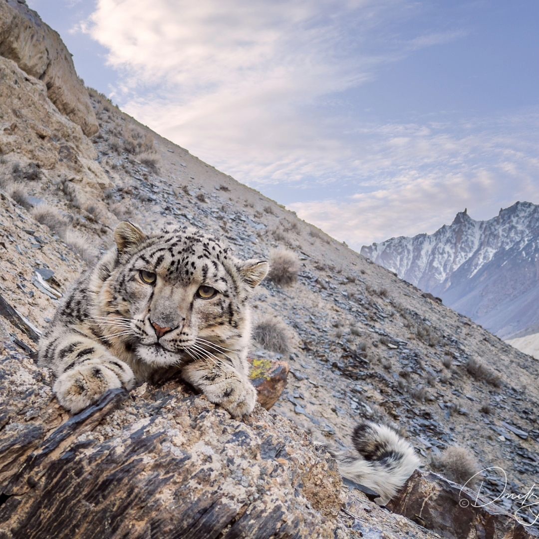Happy International Snow Leopard Day!

This big cat takes a break and poses for the camera at 4500m altitude. 

Karakoram mountains