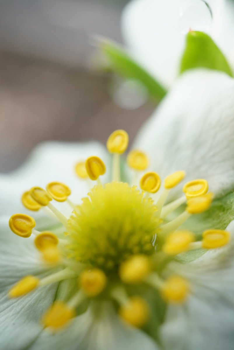 shunsuke_iseki's tweet photo. この距離で、イチゴの花を見たことありますか？

この、真ん中のこんもりが
イチゴになるんだぜ🍓

#こんもり https://t.co/gjTsfnOTzp