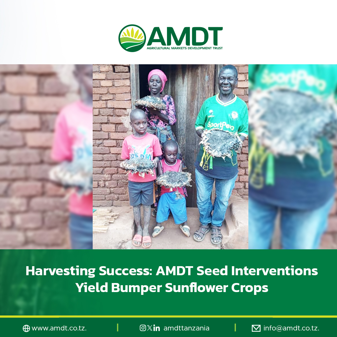The family is proud to have received AMDT’s seed interventions, which have led to a bountiful harvest! 🌻 As you can see from the size of this sunflower head, their second harvest this season is a true success story. 🌾🌱 #AMDTImpact #SunflowerFarming #AgricultureTransformation