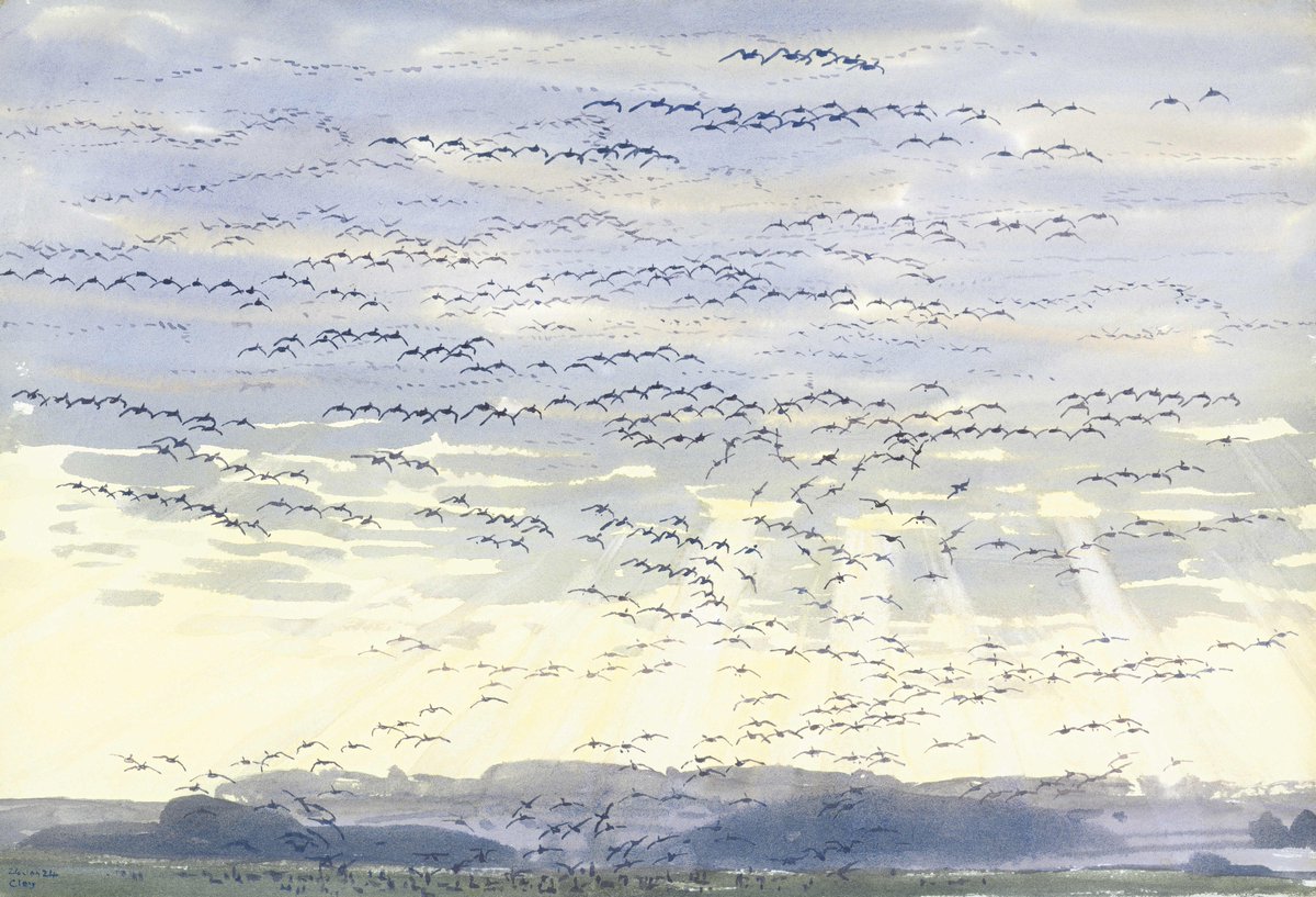 Pinkfeet coming in to land at Cley, beams of morning sunlight coming through the cloud, painted on 24th Jan 2024. A painting from my forthcoming exhibition