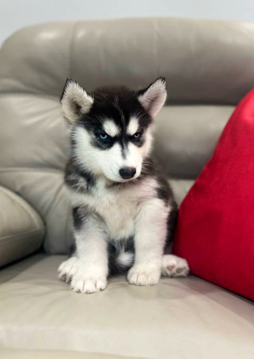 kingfud's tweet image. Going to sleep

If I wake up with 60,000 followers, my wife said she will let me get this puppy

I’ll even let you guys name it!

He’s grumpy. Just like me fr 

Don’t let me down friends 🤞😖