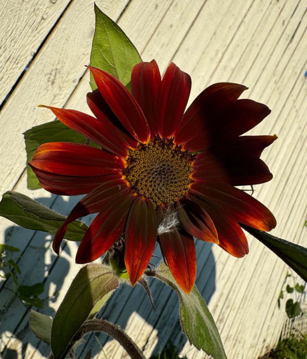 The original title of the song “Chop Suey” by System of a Down was “Suicide” but their record label made them change it. 

This sunflower is named “Chop Suey” in the art collection titled

𝓢𝓾𝓷𝓯𝓵𝓸𝔀𝓮𝓻𝓼 𝓞𝓿𝓮𝓻 𝓢𝓾𝓲𝓬𝓲𝓭𝓮
🫡