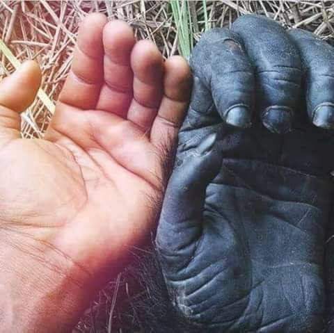 " Un jour, l’absurdité de la croyance humaine presque universelle dans l’esclavage des autres animaux deviendra évidente. 
Nous aurons alors découvert nos âmes et deviendrons dignes de partager cette planète avec eux."
Martin Luther King