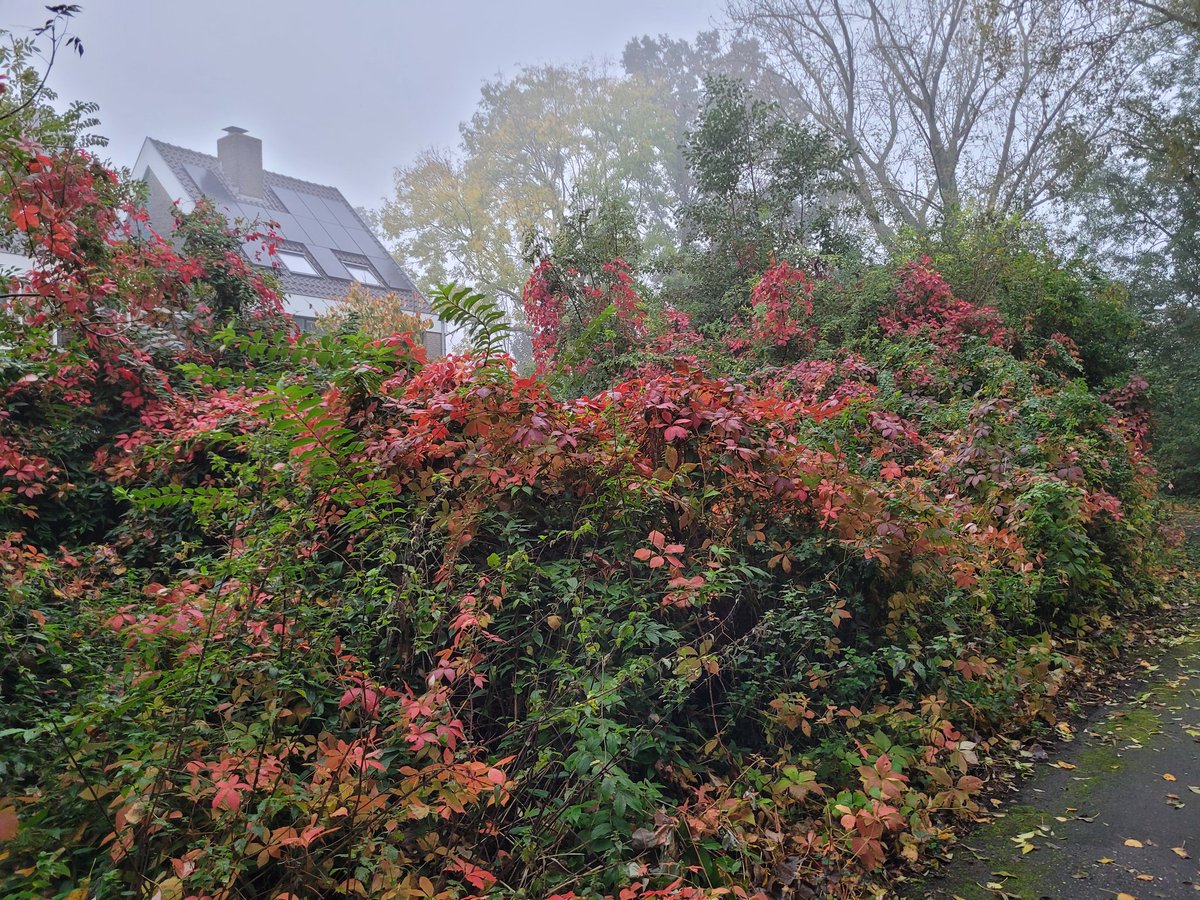 Wow, wat is zo'n Wingerd in herfstkleur prachtig op een mistige ochtend