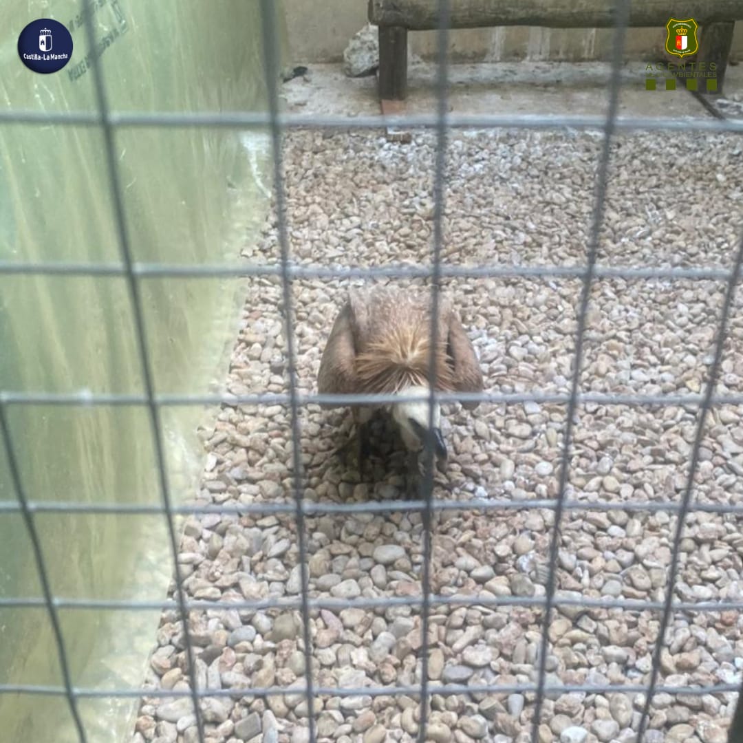 AAMM_JCCM's tweet image. ➡️ Durante estas últimas semanas es común que algunos juveniles de Buitre leonado se despisten y acaben en los lugares menos pensados 🦅

Este &quot;pequeñín&quot; fue a parar a un tejado de las afueras de #Cuenca capital y llevado al #CRFS, pronto volverá a surcar el cielo de #CLM  👏