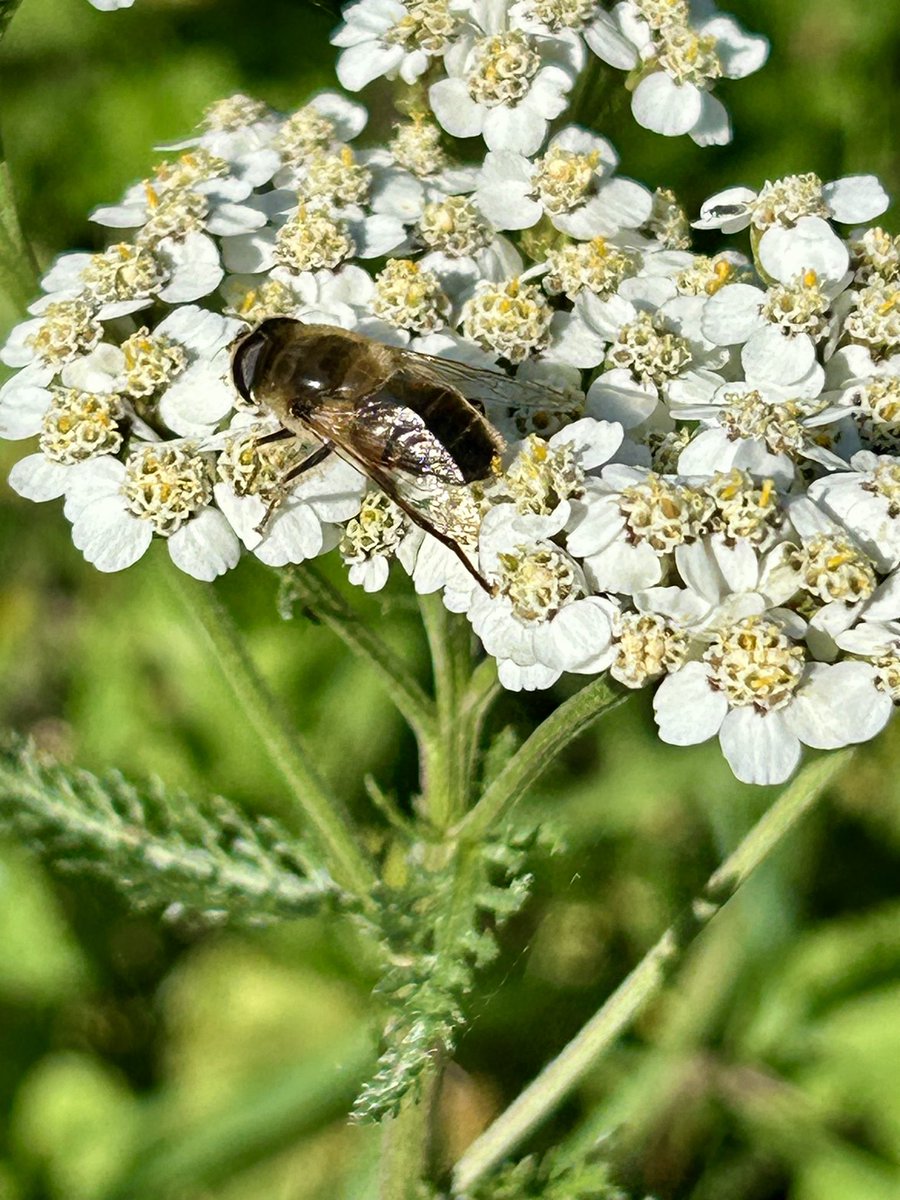 Sarah37880899's tweet photo. A beautiful blue sky day in Suffolk yesterday and lovely to see a few insects buzzing about and enjoying the sunshine #WildWebsWednesday https://t.co/wPX0PCW7i7