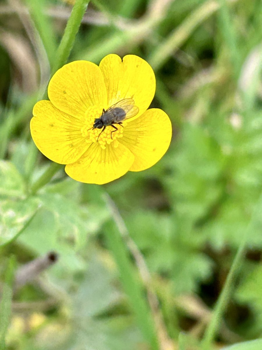 Sarah37880899's tweet photo. A beautiful blue sky day in Suffolk yesterday and lovely to see a few insects buzzing about and enjoying the sunshine #WildWebsWednesday https://t.co/wPX0PCW7i7