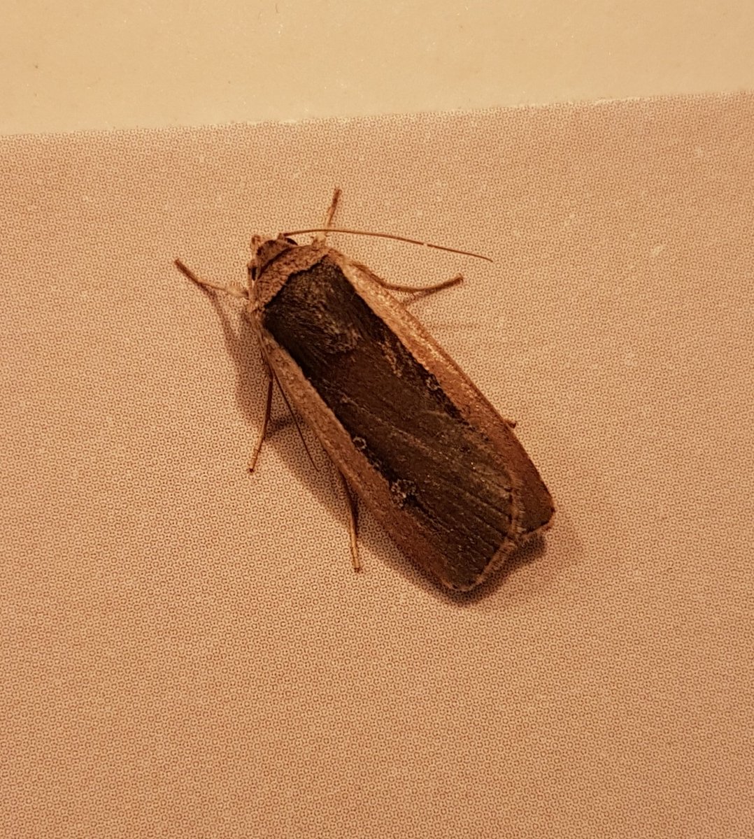 msabirder's tweet photo. A good trap last night, my first Clancy's Rustic, and this, which I believe is Yorkshire's first Radford's Flame Shoulder! Always wanted to catch one, and I swore when I turned over the tray 😊 #teammoth #kilnsea https://t.co/Cr5gkUxhf8