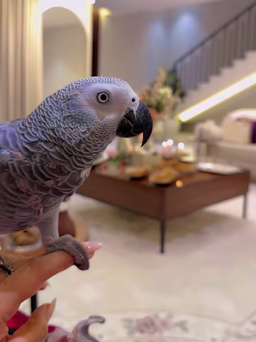 ᷂نسرينه tweet media