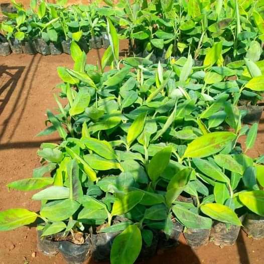 Tissue culture banana is a method of banana propagation that involves growing new banana plants from small pieces of plant tissue in a controlled laboratory environment. 
Seedling at 200
Kindly contact us for seedlings 
0769623300
WhatsApp using this link 
wa.me/254769623300