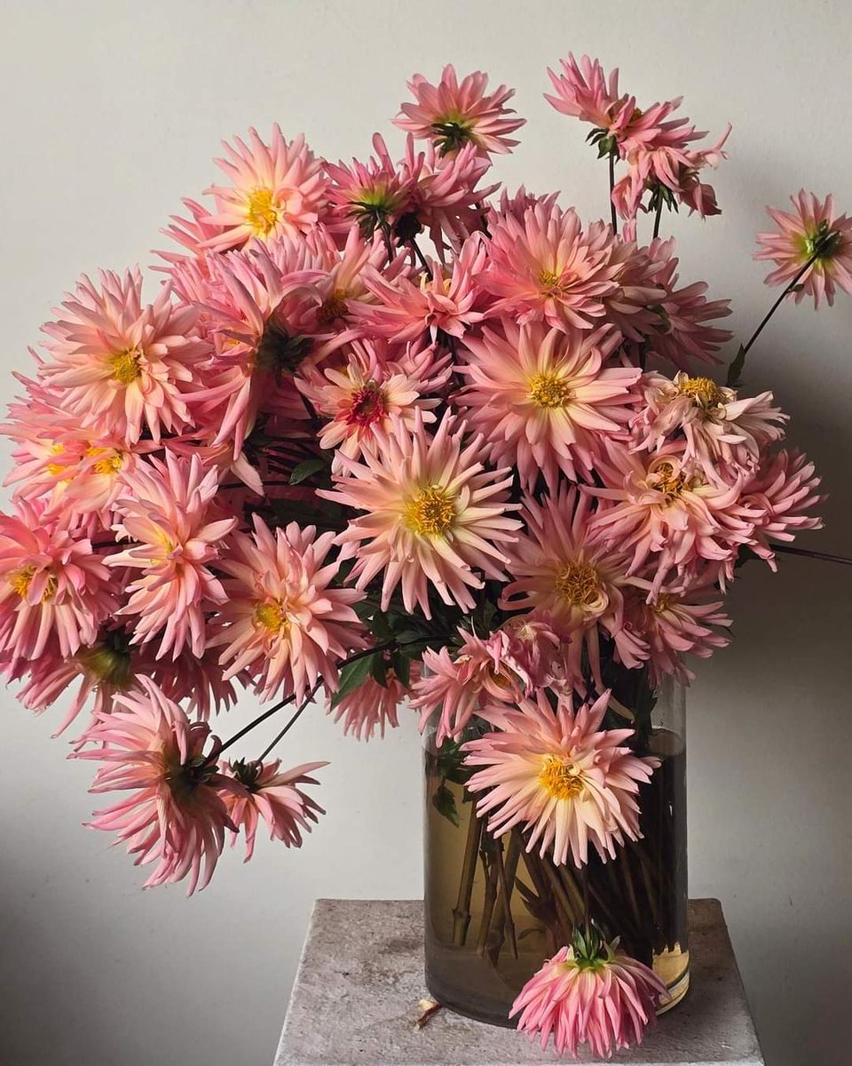 Zzu0720's tweet image. #다알리아 #preference
Өдрийг сайхан өнгөрүүлээрэй.