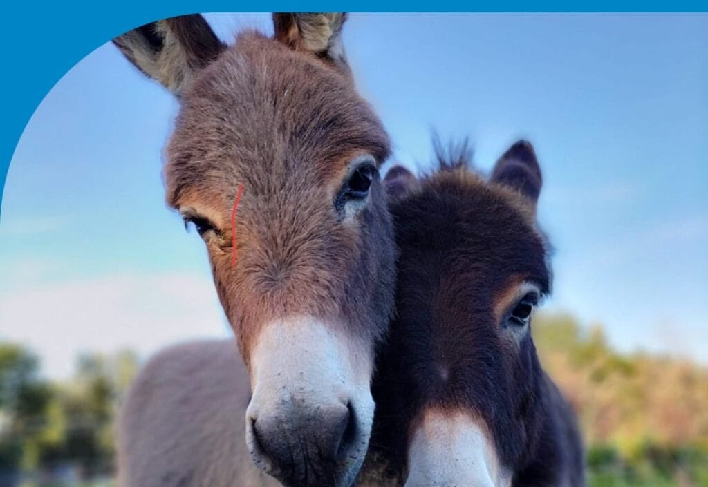 Pride of Reading (@porawards) on Twitter photo Nominated for Charity of the Year, sponsored by <a href="/RocSearch/">Roc Search</a>, is The Berkshire Animal Connection Centre 🎉
Read here 👇
rdg.today/pride-of-readi… Nominated for Charity of the Year, sponsored by <a href="/RocSearch/">Roc Search</a>, is The Berkshire Animal Connection Centre 🎉
Read here 👇
rdg.today/pride-of-readi…