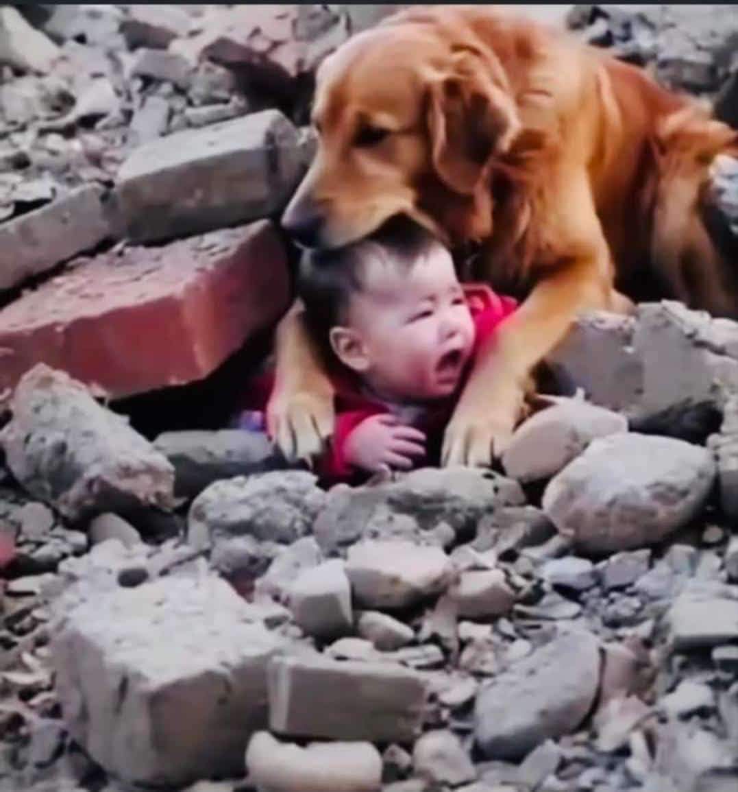 کیا دنیا فلسطیـــن کے اس کتے سے بھی زیادہ گر گئی ہے؟
یہ کتا جو ملبے میں پھنسے اس بچے کے لئے کچھ نہ کر سکا تو اس کے ساتھ لپٹ کر بیٹھ گیا ہے۔۔😔