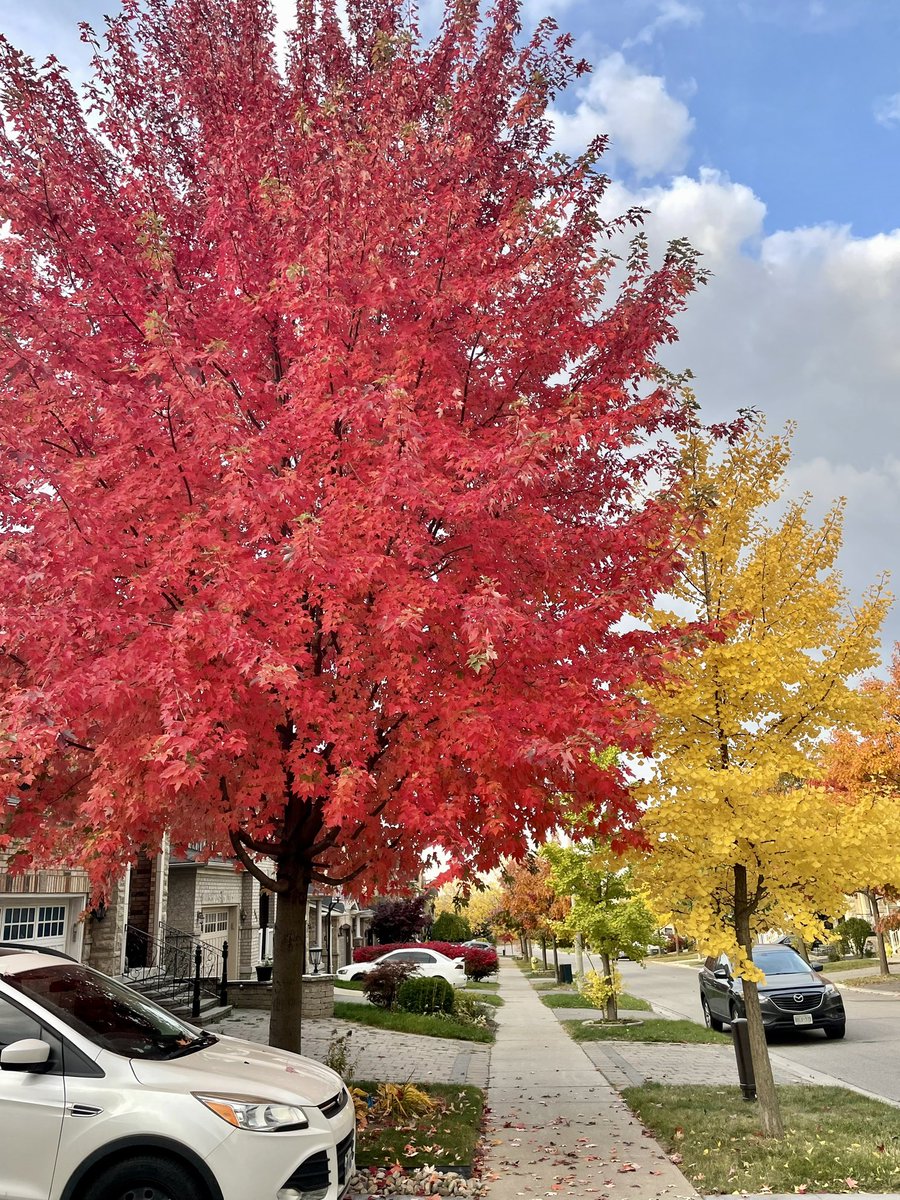 Dario__99's tweet photo. @morningshowca @carolynglobal here is Leia (like Princess Leia) watching the leaves “Fall” from our Autumn Blaze Maple. She puts on this spectacular show of red each year!  🍁 🍂 https://t.co/gD8pM0fYbU