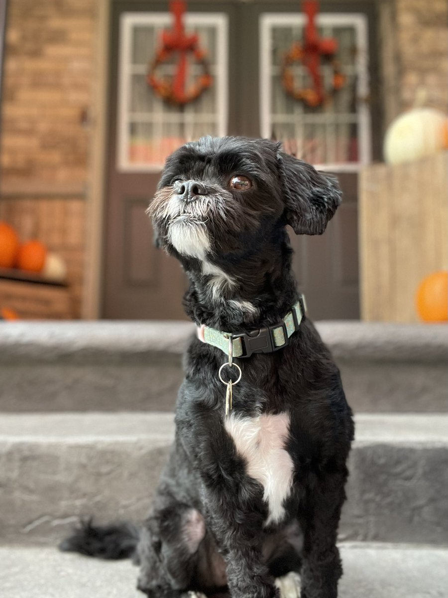 Dario__99's tweet photo. @morningshowca @carolynglobal here is Leia (like Princess Leia) watching the leaves “Fall” from our Autumn Blaze Maple. She puts on this spectacular show of red each year!  🍁 🍂 https://t.co/gD8pM0fYbU