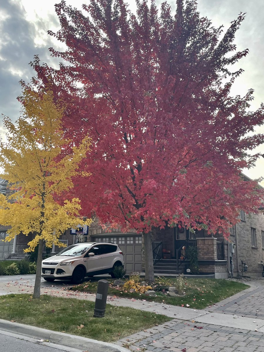 Dario__99's tweet photo. @morningshowca @carolynglobal here is Leia (like Princess Leia) watching the leaves “Fall” from our Autumn Blaze Maple. She puts on this spectacular show of red each year!  🍁 🍂 https://t.co/gD8pM0fYbU