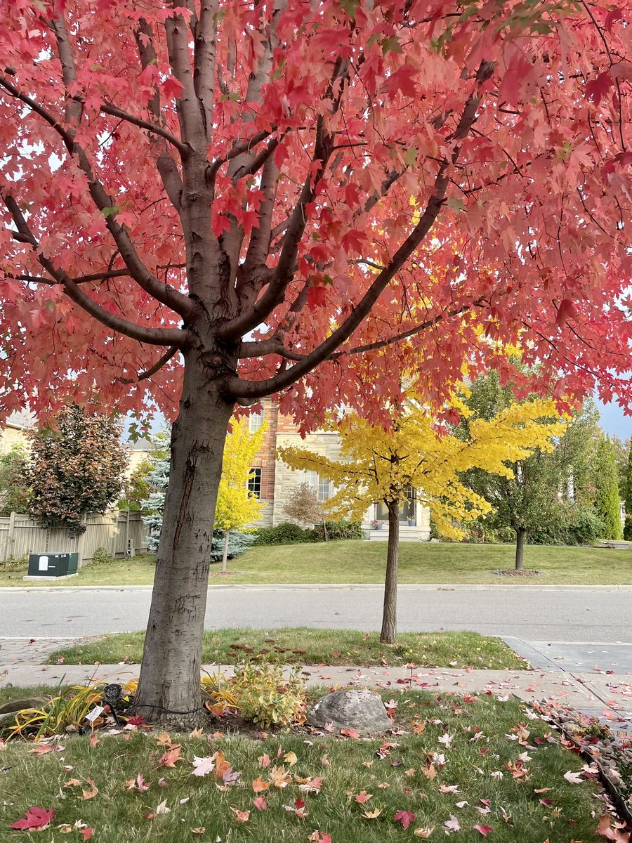 Dario__99's tweet photo. @morningshowca @carolynglobal here is Leia (like Princess Leia) watching the leaves “Fall” from our Autumn Blaze Maple. She puts on this spectacular show of red each year!  🍁 🍂 https://t.co/gD8pM0fYbU