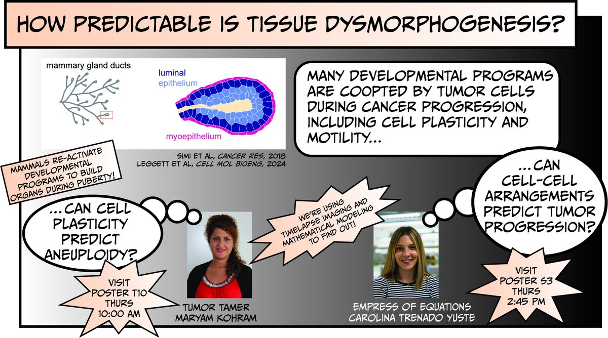 Tissue Morphodynamics Group (@celestemnelson) on Twitter photo Last but not least, <a href="/ctrenado_yuste/">Carolina Trenado</a> and Maryam Kohram will share their latest breakthroughs in predicting cancer cell behavior #BMES2024. Hope to see you there! Last but not least, <a href="/ctrenado_yuste/">Carolina Trenado</a> and Maryam Kohram will share their latest breakthroughs in predicting cancer cell behavior #BMES2024. Hope to see you there!